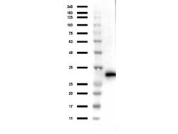 RFP Pre-adsorbed Polyclonal Antibody, Rockland 100 &mu;g; Unconjugated:Antibodies,