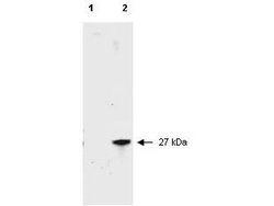 RFP Pre-adsorbed Polyclonal Antibody, Rockland 100 &mu;g; Unconjugated:Antibodies,