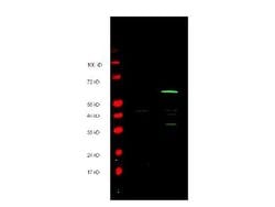 MYC Epitope TagRabbit anti-Tag, Polyclonal, Rockland 100 &mu;g; Unconjugated:Antibodies,