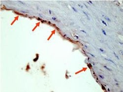 HA Epitope Tag Polyclonal Antibody, Rockland:Antibodies:Primary Antibodies