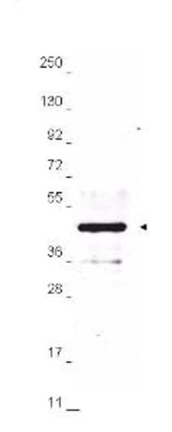 HA Epitope Tag Polyclonal Antibody, Rockland:Antibodies:Primary Antibodies