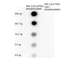 Phospho-PAK 1/2/3 (Thr423)Rabbit anti-Human, Polyclonal, Rockland 100 &mu;g;