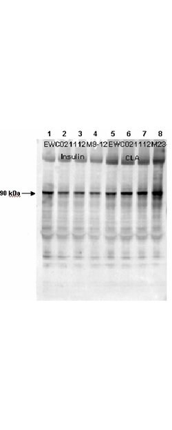 Phospho-Glycogen Synthase 1 (Ser641)Rabbit anti-Human, Mouse, Polyclonal,