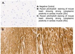 Phospho-Myosin (Ser19, Ser20)Rabbit anti-Human, Polyclonal, Rockland 100
