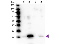 Phospho-Myosin (Ser19, Ser20)Rabbit anti-Human, Polyclonal, Rockland 100