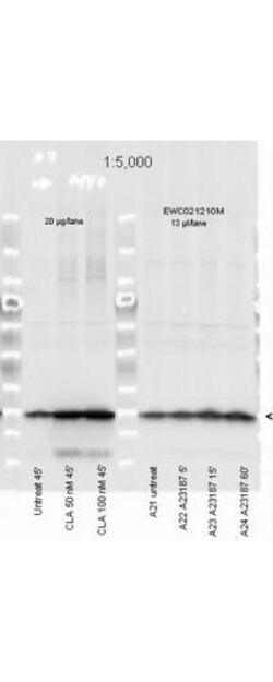 Phospho-Myosin (Ser19, Ser20)Rabbit anti-Human, Polyclonal, Rockland 100