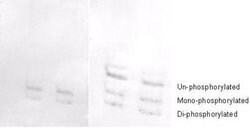 Phospho-Myosin (Ser19, Ser20)Rabbit anti-Human, Polyclonal, Rockland 100