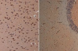 Nestin Polyclonal Antibody, Rockland:Antibodies:Primary Antibodies