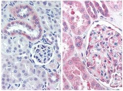 Nestin Polyclonal Antibody, Rockland:Antibodies:Primary Antibodies