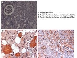Nestin Polyclonal Antibody, Rockland:Antibodies:Primary Antibodies