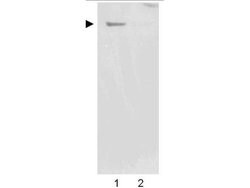 Nestin Polyclonal Antibody, Rockland:Antibodies:Primary Antibodies