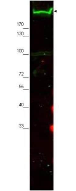 Nestin Polyclonal Antibody, Rockland:Antibodies:Primary Antibodies