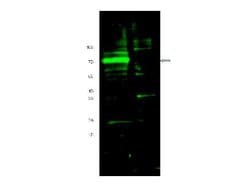 Hif3 alphaRabbit anti-Mouse, Polyclonal, Rockland 100 &mu;g; Unconjugated:Antibodies,