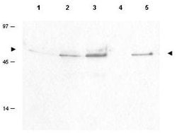 Phospho-Cyclin B1 (Ser126)Rabbit anti-Canine, Chimpanzee, Hamster, Human,
