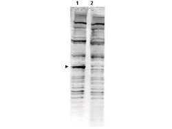 PACRGRabbit anti-Chicken, Human, Mouse, Polyclonal, Rockland 100 &mu;g;