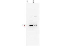 beta TrCP2Rabbit anti-Bovine, Canine, Chicken, Human, Monkey, Mouse, Polyclonal,