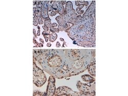 Phospho-Aurora Kinase B (Thr232) Polyclonal Antibody, Rockland 100 &mu;g;