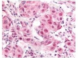 Phospho-E2F-1 (Ser364)Rabbit anti-Chimpanzee, Human, Polyclonal, Rockland