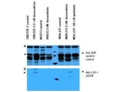Phospho-E2F-1 (Ser364)Rabbit anti-Chimpanzee, Human, Polyclonal, Rockland