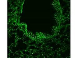 ROBO-1 Polyclonal Antibody, Rockland:Antibodies:Primary Antibodies
