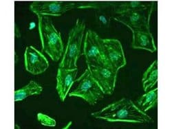 ROBO-1 Polyclonal Antibody, Rockland:Antibodies:Primary Antibodies