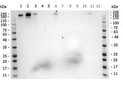 ROBO-1 Polyclonal Antibody, Rockland:Antibodies:Primary Antibodies