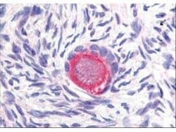 Delta-4 Polyclonal Antibody, Rockland 25 &mu;L; Unconjugated:Antibodies,