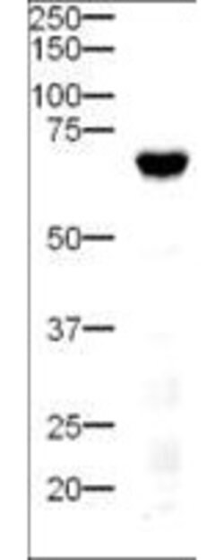 Delta-4 Polyclonal Antibody, Rockland 25 &mu;L; Unconjugated:Antibodies,