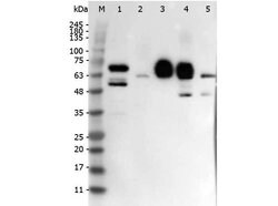 Delta-4 Polyclonal Antibody, Rockland 25 &mu;L; Unconjugated:Antibodies,
