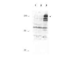 Phospho-APC1 (Ser355)Rabbit anti-Bovine, Canine, Human, Mouse, Rat, Polyclonal, Rockland 100 &mu;g | Buy Online | Rockland Immunochemicals | Fisher Scientific