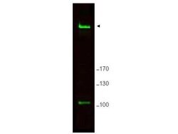 Rif1Rabbit anti-Mouse, Polyclonal, Rockland 100 &mu;g; Unconjugated:Antibodies,
