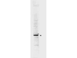 Cyclin L2Rabbit anti-Human, Mouse, Polyclonal, Rockland 100 &mu;g; Unconjugated:Antibodies,