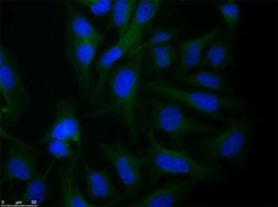 alpha-Tubulin Polyclonal Antibody, Rockland 200 &mu;g; Unconjugated:Antibodies,