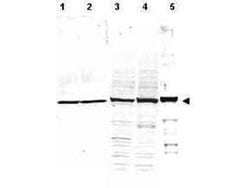 alpha-Tubulin Polyclonal Antibody, Rockland 200 &mu;g; Unconjugated:Antibodies,