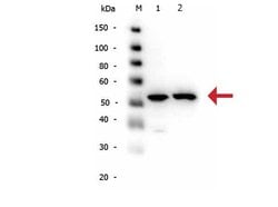 alpha-Tubulin Polyclonal Antibody, Rockland 200 &mu;g; Unconjugated:Antibodies,