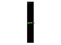 SLIT3Rabbit anti-Bovine, Canine, Human, Mouse, Rat, Polyclonal, Rockland
