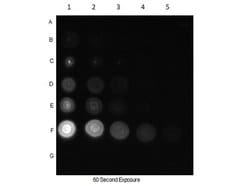 Phospho-CDC27 (Thr244)Rabbit anti-Human, Polyclonal, Rockland 100 &mu;g;