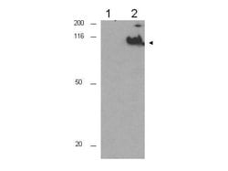 Phospho-CDC27 (Thr244)Rabbit anti-Human, Polyclonal, Rockland 100 &mu;g;