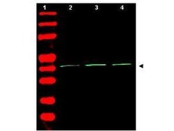 beta Actin Polyclonal Antibody, Rockland 25 &mu;L; Unconjugated:Antibodies,