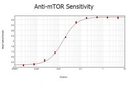 mTORRabbit anti-Human, Mouse, Rat, Polyclonal, Rockland 100 μg; Unconjugated:Antibodies,