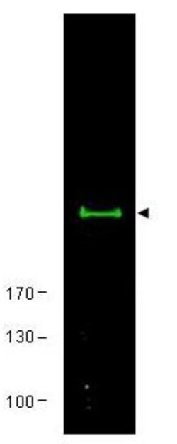mTORRabbit anti-Human, Mouse, Rat, Polyclonal, Rockland 100 μg; Unconjugated:Antibodies,