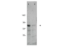 BORISRabbit anti-Chimpanzee, Human, Polyclonal, Rockland 100 &mu;g; Unconjugated:Antibodies,