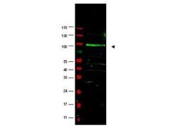 F-Box Only Protein 9Rabbit anti-Human, Polyclonal, Rockland 100 &mu;g;