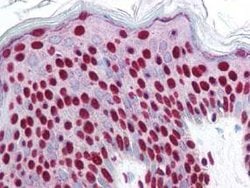 Phospho-SMAD3 (Ser423, Ser425) Polyclonal Antibody, Rockland:Antibodies:Primary
