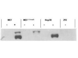 Phospho-SMAD3 (Ser423, Ser425) Polyclonal Antibody, Rockland:Antibodies:Primary