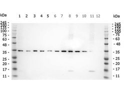 Phospho-SMAD3 (Ser423, Ser425) Polyclonal Antibody, Rockland:Antibodies:Primary