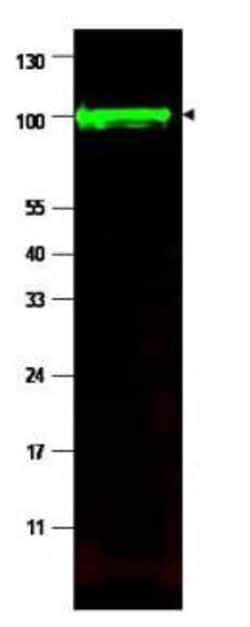 iASSP Polyclonal Antibody, Rockland 100 &mu;g; Unconjugated:Antibodies,