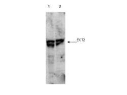 Phospho-ECT2 (Thr790)Rabbit anti-Canine, Chicken, Chimpanzee, Human, Mouse,
