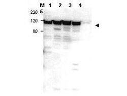 Myosin 1GRabbit anti-Chimpanzee, Human, Mouse, Rat, Polyclonal, Rockland