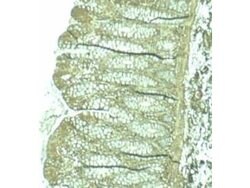 Pdcd4Rabbit anti-Human, Mouse, Rat, Xenopus laevis, Polyclonal, Rockland 100 &mu;g | Buy Online | Rockland Immunochemicals | Fisher Scientific